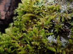 Claopodium crispifolium