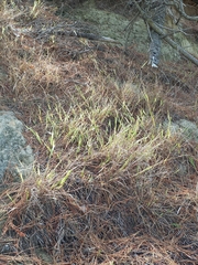 Microlaena stipoides