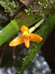 Maxillaria villosa