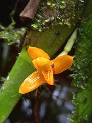 Maxillaria villosa