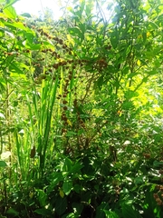 Scrophularia calliantha