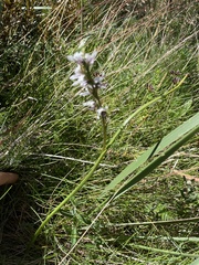 Prasophyllum suttonii