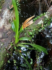 Maxillaria villosa