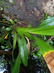 Maxillaria villosa