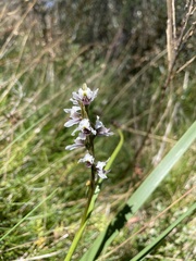 Prasophyllum suttonii