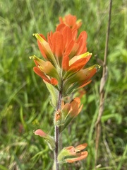 Castilleja coccinea