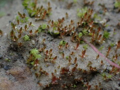 Ptychostomum pallens