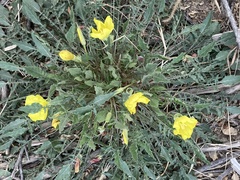 Oenothera primiveris