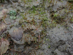 Ptychostomum pallens