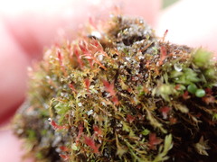 Ptychostomum pallens