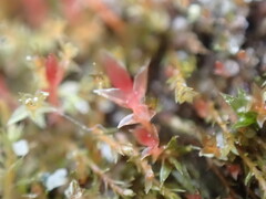 Ptychostomum pallens