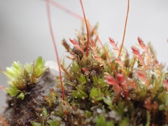 Ptychostomum pallens