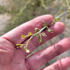 Parkinsonia florida