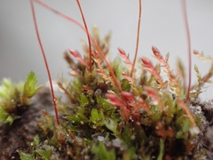 Ptychostomum pallens