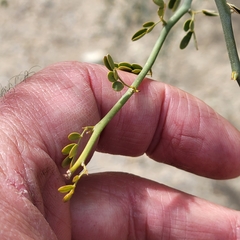 Parkinsonia florida