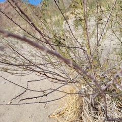 Parkinsonia florida