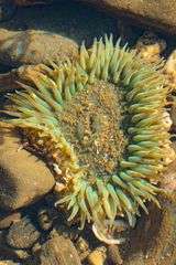 Anthopleura xanthogrammica