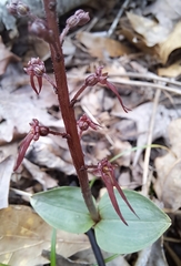 Neottia bifolia