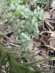 Parietaria pensylvanica