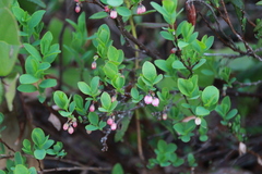 Vaccinium uliginosum