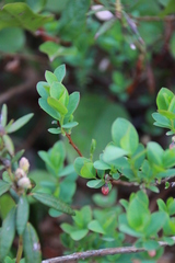 Vaccinium uliginosum