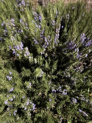 Salvia rosmarinus