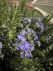 Salvia rosmarinus