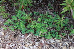 Vaccinium uliginosum