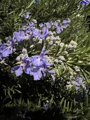 Salvia rosmarinus