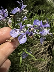 Salvia rosmarinus
