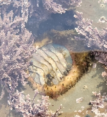 Placiphorella velata