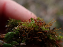 Dicranella rufescens