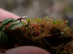 Dicranella rufescens