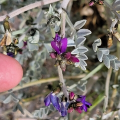 Astragalus lentiginosus
