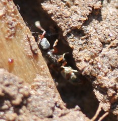 Ponera pennsylvanica