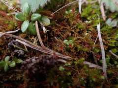 Dicranella rufescens