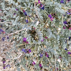 Astragalus lentiginosus