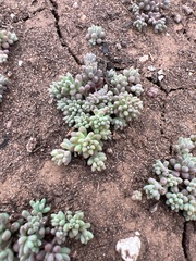 Sedum nuttallii