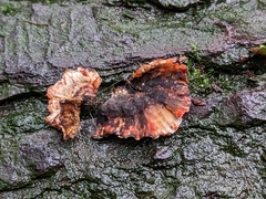 Stereum sanguinolentum