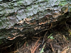 Stereum sanguinolentum