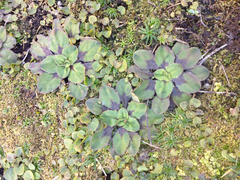 Plantago raoulii