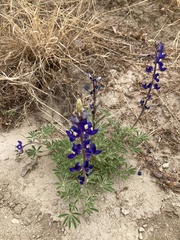 Lupinus havardii