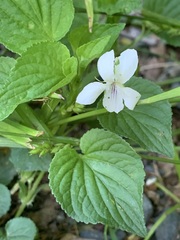 Viola striata