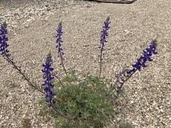 Lupinus havardii
