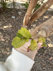Lagerstroemia subcostata