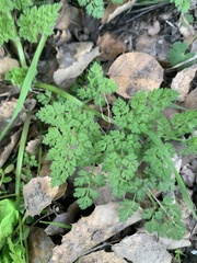 Anthriscus caucalis