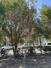 Lagerstroemia subcostata