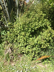 Fuchsia perscandens