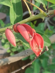 Erythrina crista-galli