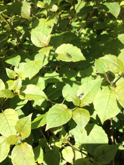 Fuchsia perscandens